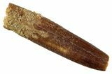 Fossil Sauropod Dinosaur (Titanosaur) Tooth - Morocco #267273-1